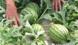 热门大瓜汇总,热门大瓜盘点，真相与八卦一网打尽